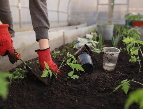 Making the most of your small garden